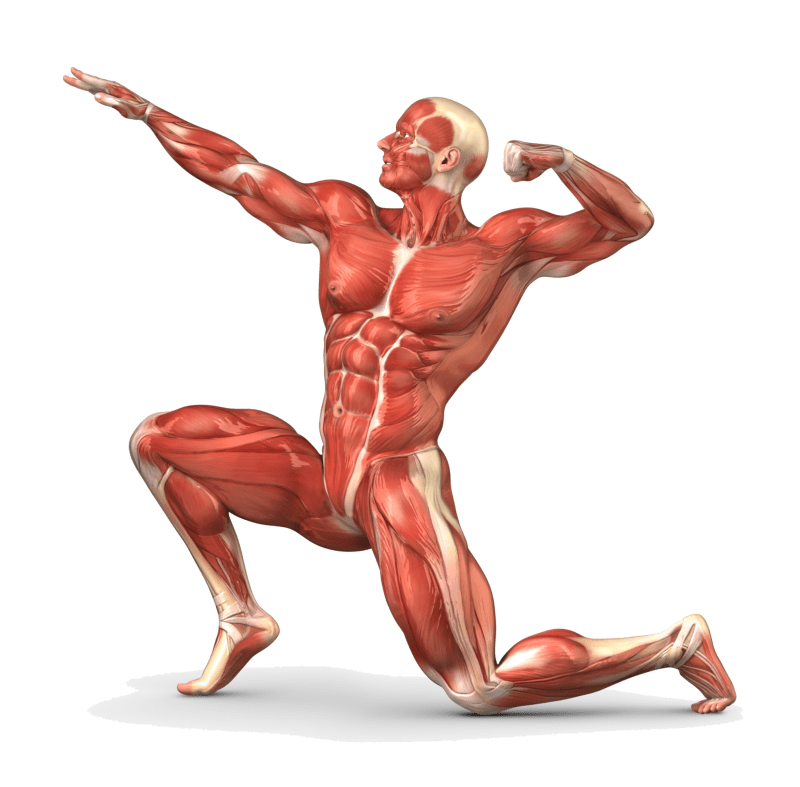 muscle-structure