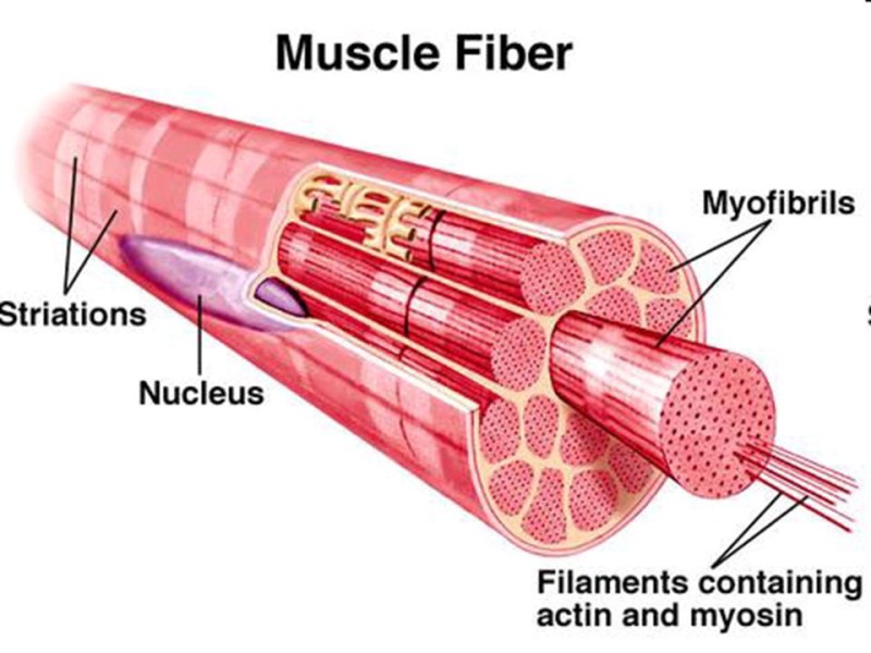 musclefibre